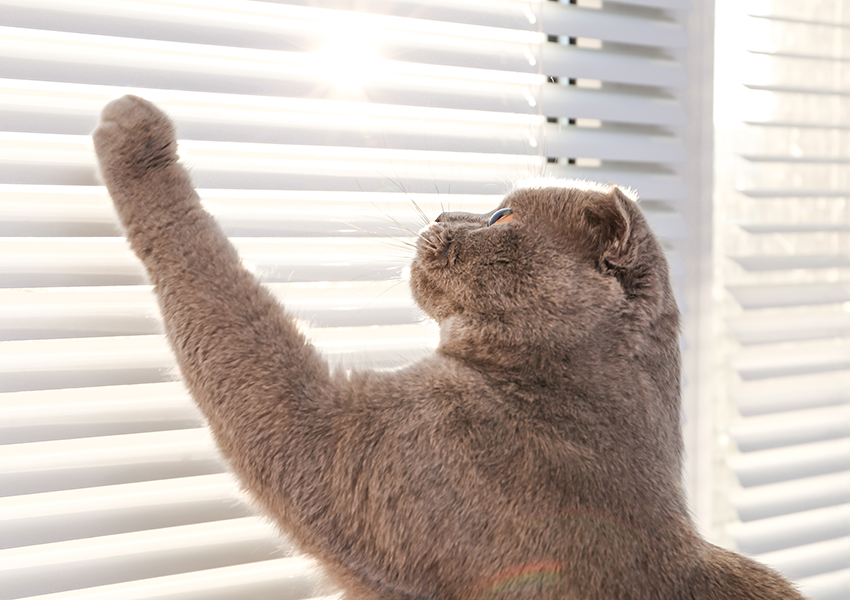 Window Blinds - All Kinds of Blinds of South Florida